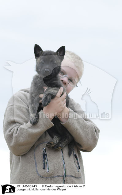 Junge mit Hollandse Herder Welpe / AP-06943