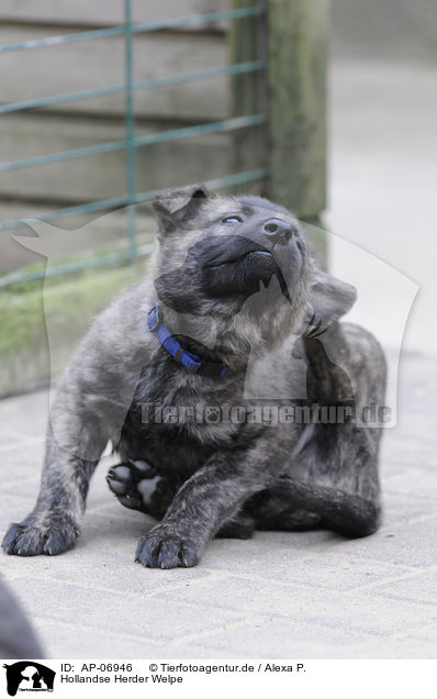 Hollandse Herder Welpe / Hollandse Herder Puppy / AP-06946