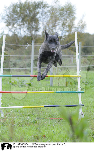 springender Hollandse Herder / AP-06954