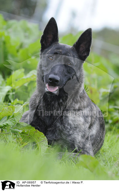Hollandse Herder / Hollandse Herdershond / AP-06957