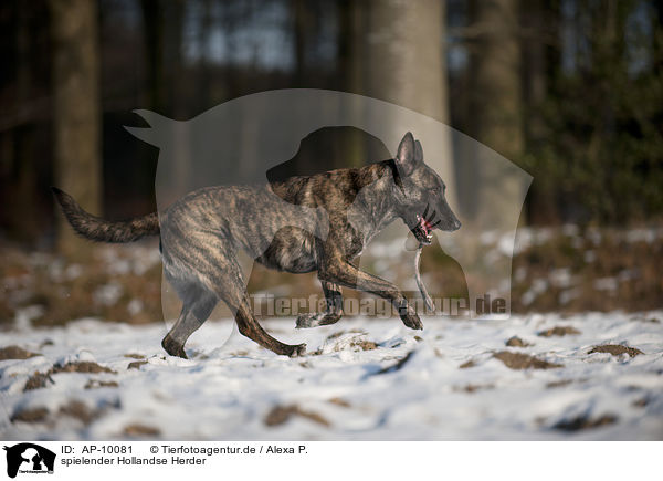 spielender Hollandse Herder / playing Hollandse Herder / AP-10081