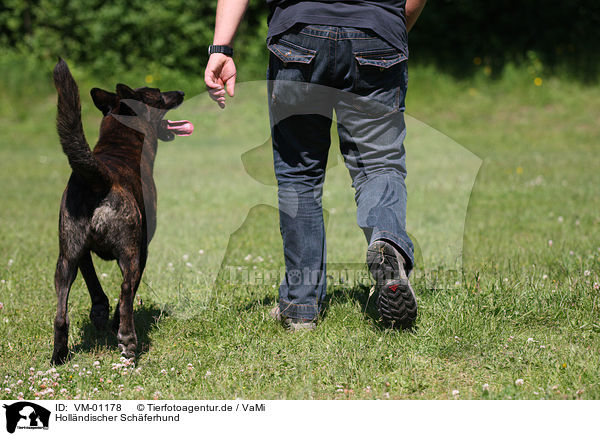 Hollndischer Schferhund / Hollandse Herdershond / VM-01178