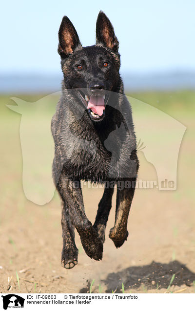 rennender Hollandse Herder / running Hollandse Herder / IF-09603