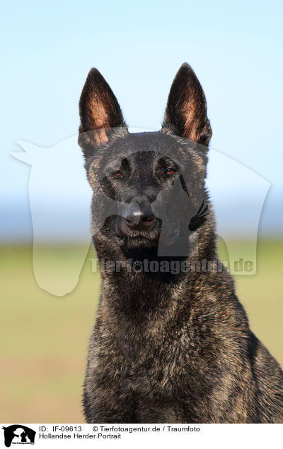 Hollandse Herder Portrait / Hollandse Herdershond Portrait / IF-09613
