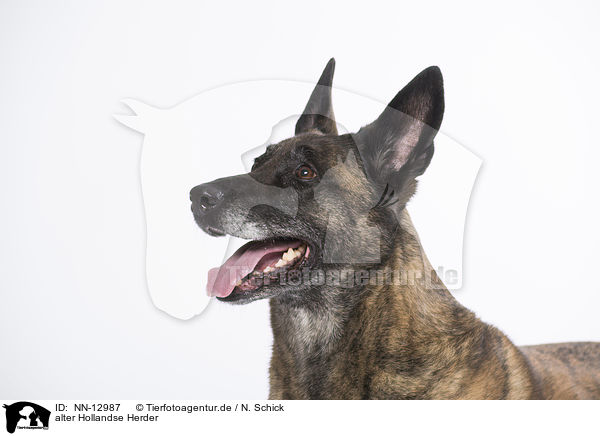 alter Hollandse Herder / old Hollandse Herder / NN-12987