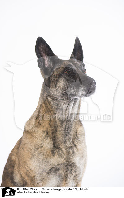 alter Hollandse Herder / old Hollandse Herder / NN-12992