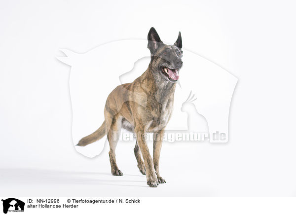 alter Hollandse Herder / old Hollandse Herder / NN-12996