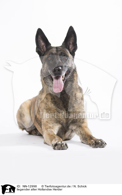 liegender alter Hollandse Herder / lying old Hollandse Herder / NN-12998