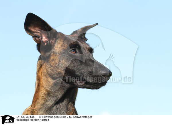 Hollandse Herder Portrait / Hollandse Herder Portrait / SS-38436