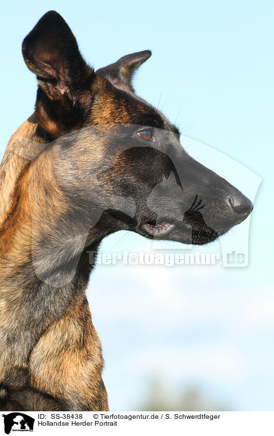 Hollandse Herder Portrait / Hollandse Herder Portrait / SS-38438