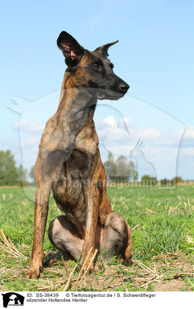sitzender Hollandse Herder / SS-38439