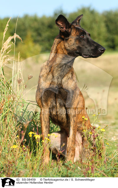 sitzender Hollandse Herder / SS-38459