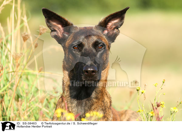 Hollandse Herder Portrait / SS-38463