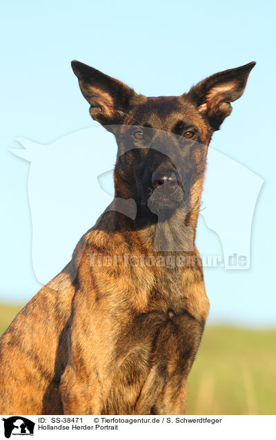 Hollandse Herder Portrait / SS-38471
