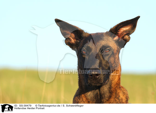 Hollandse Herder Portrait / SS-38479