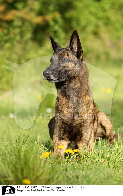 liegender Hollndischer Schferhund / lying Hollandse Herder / KL-16082