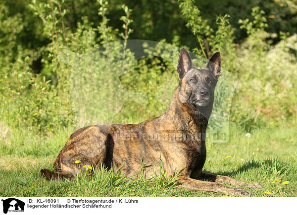 liegender Hollndischer Schferhund / KL-16091