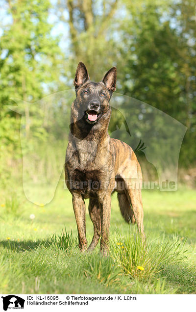 Hollndischer Schferhund / KL-16095