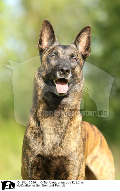 Hollndischer Schferhund Portrait / KL-16096