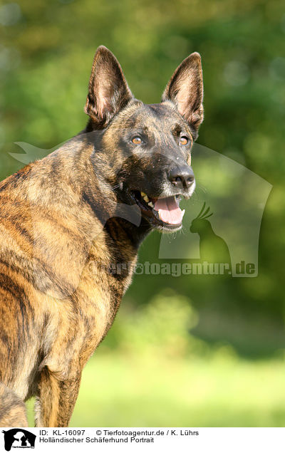 Hollndischer Schferhund Portrait / KL-16097