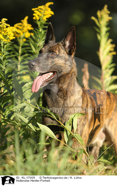 Hollandse Herder Portrait / Hollandse Herder Portrait / KL-17005