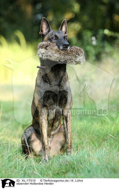 sitzender Hollandse Herder / sitting Hollandse Herder / KL-17010