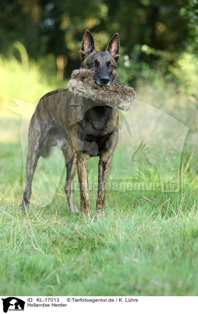 Hollandse Herder / KL-17013