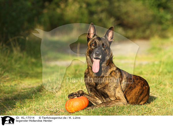 liegender Hollandse Herder / KL-17014