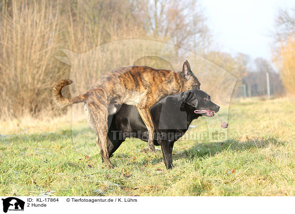 2 Hunde / 2 dogs / KL-17864