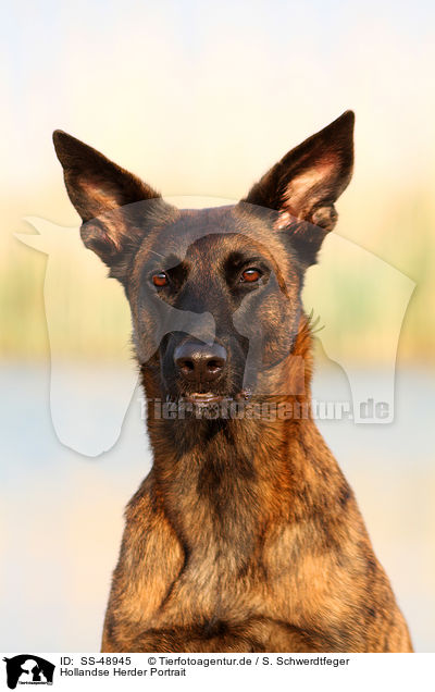 Hollandse Herder Portrait / SS-48945
