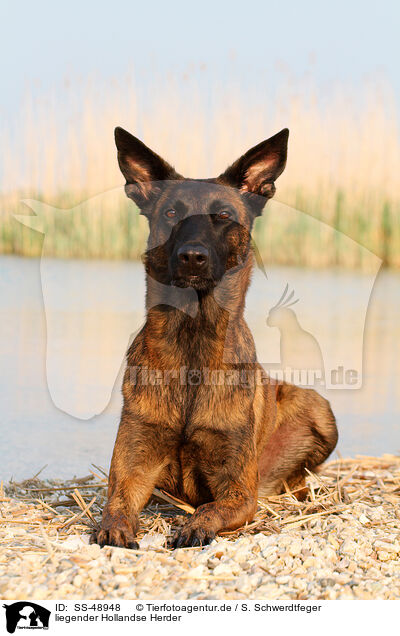 liegender Hollandse Herder / SS-48948