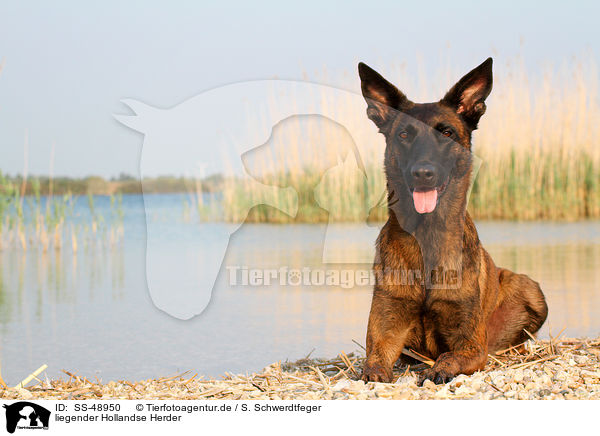 liegender Hollandse Herder / SS-48950