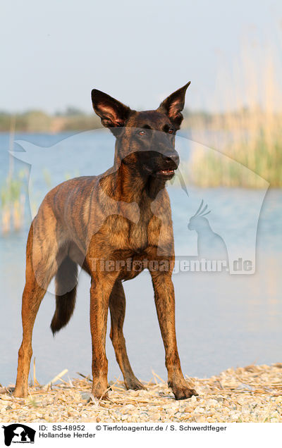 Hollandse Herder / SS-48952