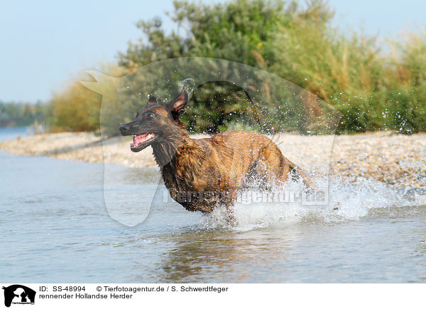 rennender Hollandse Herder / running Hollandse Herder / SS-48994