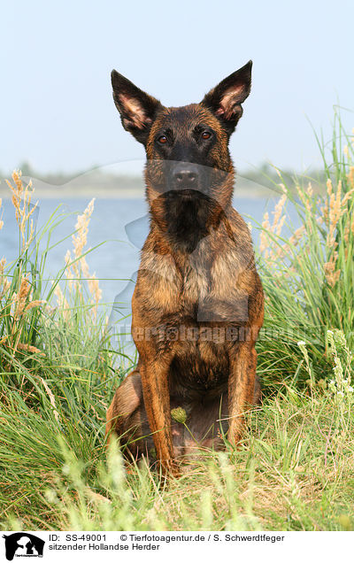sitzender Hollandse Herder / sitting Hollandse Herder / SS-49001