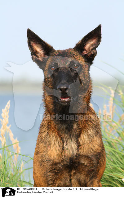 Hollandse Herder Portrait / Hollandse Herder Portrait / SS-49004