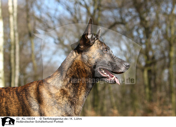 Hollndischer Schferhund Portrait / KL-18034