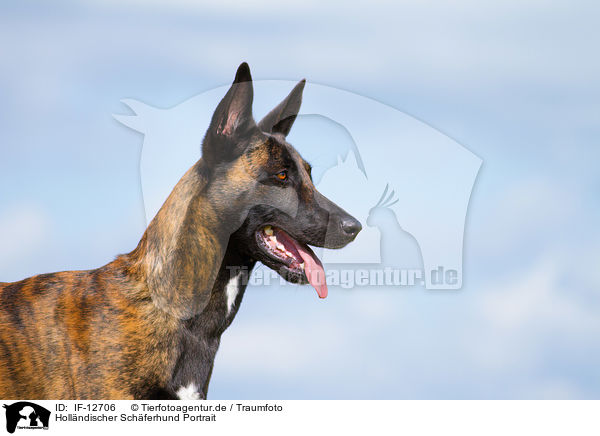 Hollndischer Schferhund Portrait / IF-12706