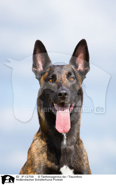 Hollndischer Schferhund Portrait / IF-12709