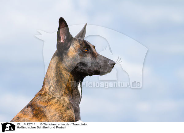 Hollndischer Schferhund Portrait / IF-12711