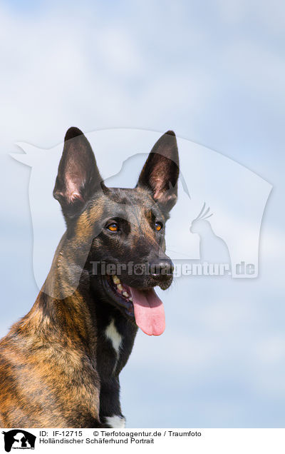 Hollndischer Schferhund Portrait / Hollandse Herdershond Portrait / IF-12715