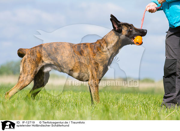 spielender Hollndischer Schferhund / playing Hollandse Herdershond / IF-12719