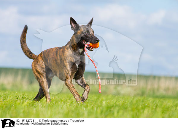 spielender Hollndischer Schferhund / playing Hollandse Herdershond / IF-12728