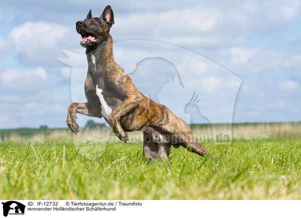 rennender Hollndischer Schferhund / IF-12732