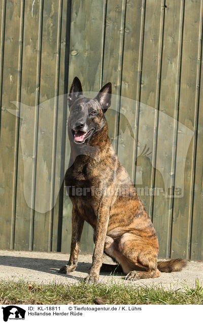 Hollandse Herder R�de / KL-18811