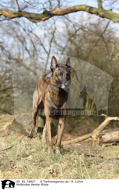 Hollandse Herder Rde / KL-18821