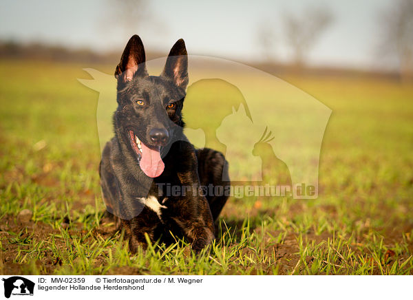 liegender Hollandse Herdershond / lying Hollandse Herdershond / MW-02359
