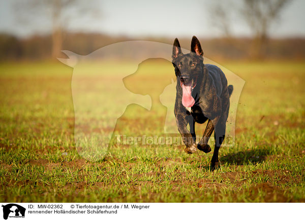 rennender Hollndischer Schferhund / MW-02362