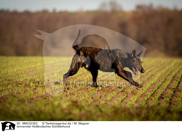 rennender Hollndischer Schferhund / MW-02363