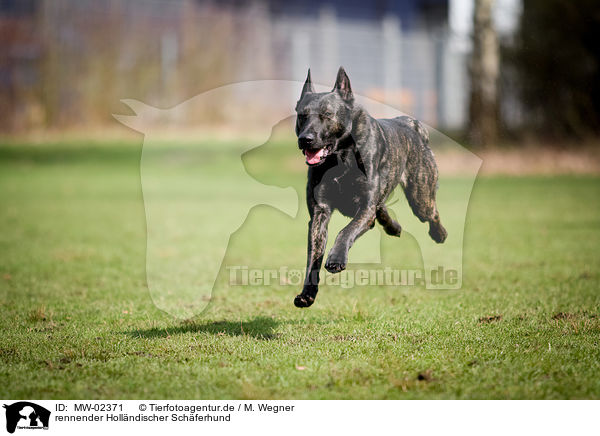 rennender Hollndischer Schferhund / MW-02371